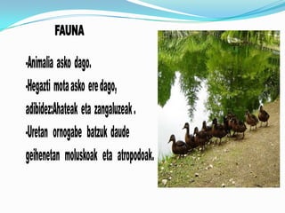 FAUNA

-Animalia asko dago.
-Hegazti mota asko ere dago,
adibidez:Ahateak eta zangaluzeak .
-Uretan ornogabe batzuk daude
geihenetan moluskoak eta atropodoak.
 