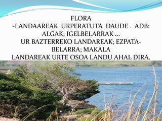 FLORA
-LANDAAREAK URPERATUTA DAUDE . ADB:
        ALGAK, IGELBELARRAK ...
  UR BAZTERREKO LANDAREAK; EZPATA-
          BELARRA; MAKALA
LANDAREAK URTE OSOA LANDU AHAL DIRA.
 