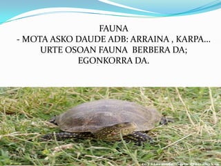 FAUNA
- MOTA ASKO DAUDE ADB: ARRAINA , KARPA...
     URTE OSOAN FAUNA BERBERA DA;
            EGONKORRA DA.
 