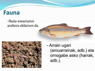 Fauna
 -Ibaia-emariaren
 arabera aldatzen da.




                        - Arrain ugari
                          (amuarrainak, adb.) eta
                          ornogabe asko (harrak,
                          adb.).
 