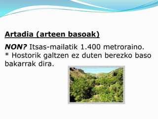 Artadia (arteen basoak)
NON? Itsas-mailatik 1.400 metroraino.
* Hostorik galtzen ez duten berezko baso
bakarrak dira.
 