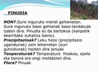 -   PINUDIA

NON?.Gure inguruko mendi gehienetan.
Gure inguruko baso gehienak baso-landatuak
izaten dira. Pinudia ez da bertokoa (kanpotik
ekarritako zuhaitza baino).
Prezipitazioak? Leku heze (prezipitazio
ugaridunak) zein lehorretan (euri
gutxidunak) hazten dira pinuak
Tenperaturak? Temperatura freskoa, epela
eta berora ere ongi moldatzen dira.
Flora? Pinuak
 