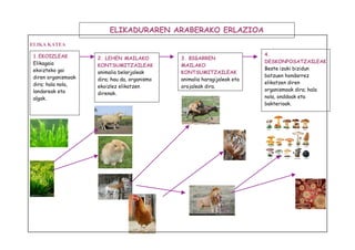 ELIKA KATEA 
ELIKADURAREN ARABERAKO ERLAZIOA 
1.EKOIZLEAK 
Elikagaia 
ekoizteko gai 
diren organismoak 
dira; hala nola, 
landareak eta 
algak. 
2. LEHEN MAILAKO 
KONTSUMITZAILEAK 
animalia belarjaleak 
dira; hau da, organismo 
ekoizlez elikatzen 
direnak. 
3. BIGARREN 
MAILAKO 
KONTSUMITZAILEAK 
animalia haragijaleak eta 
orojaleak dira. 
4. 
DESKONPOSATZAILEAK 
Beste izaki bizidun 
batzuen hondarrez 
elikatzen diren 
organismoak dira; hala 
nola, onddoak eta 
bakterioak. 
 