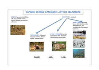 ESPEZIE BEREKO BANAKOEN ARTEKO ERLAZIOAK 
SALDOA ALDRA SARDA 
LEHIAN janaria, bikotekidea 
edo argia lortzeko lehian 
sartzen direnean sortzen dira 
erlazioak 
LAGUNTZA erlazioak 
UGALTZEKO, bikotekidea 
topatu behar dute. Animalia 
askok familia osatzen dute. 
BABESTEKO, animalia 
batzuk talde handitan nahiz 
txikitan biltzen dira, 
lekualdatzeko, harrapariak 
nahasteko. 
EHIZARAKO, elikagaiak 
errazago lortzeko, ehizan 
taldeak osatzen dituzte. 
 