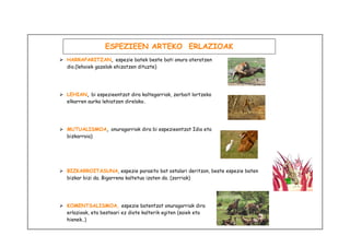 ESPEZIEEN ARTEKO ERLAZIOAK 
 HARRAPARITZAN, espezie batek beste bati onura ateratzen 
dio.(lehoiek gazelak ehizatzen dituzte) 
 LEHIAN, bi espezieentzat dira kaltegarriak, zerbait lortzeko 
elkarren aurka lehiatzen direlako. 
 MUTUALISMOA, onuragarriak dira bi espezieentzat Idia eta 
bizkarroia) 
 BIZKARROITASUNA, espezie parasito bat ostalari deritzon, beste espezie baten 
bizkar bizi da. Bigarrena kaltetua izaten da. (zorriak) 
 KOMENTSALISMOA, espezie batentzat onuragarriak dira 
erlazioak, eta besteari ez diote kalterik egiten (saiek eta 
hienek..) 
 