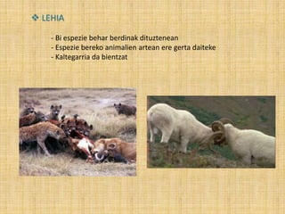  LEHIA
- Bi espezie behar berdinak dituztenean
- Espezie bereko animalien artean ere gerta daiteke
- Kaltegarria da bientzat
 