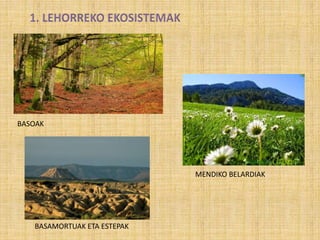 BASOAK
MENDIKO BELARDIAK
BASAMORTUAK ETA ESTEPAK
 