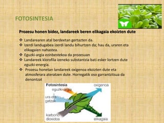 FOTOSINTESIA
Prozesu honen bidez, landareek beren elikagaia ekoizten dute
 Landarearen atal berdeetan gertazten da.
 Izerdi landugabea izerdi landu bihurtzen da; hau da, uraren eta
elikagaien nahastea.
 Eguzki-argia ezinbestekoa da prozesuan
 Landareek klorofila izeneko substantzia bati esker lortzen dute
eguzki-energía.
 Prozesu honetan landareek oxigenoa ekoizten dute eta
atmosferara ateratzen dute. Horregatik oso garrantzitsua da
denontzat
 