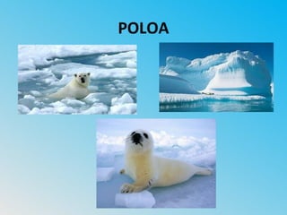 POLOA
 