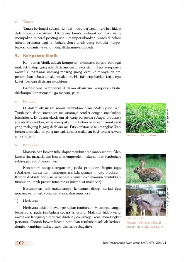 Herbivora Ekosistem Laut Adalah