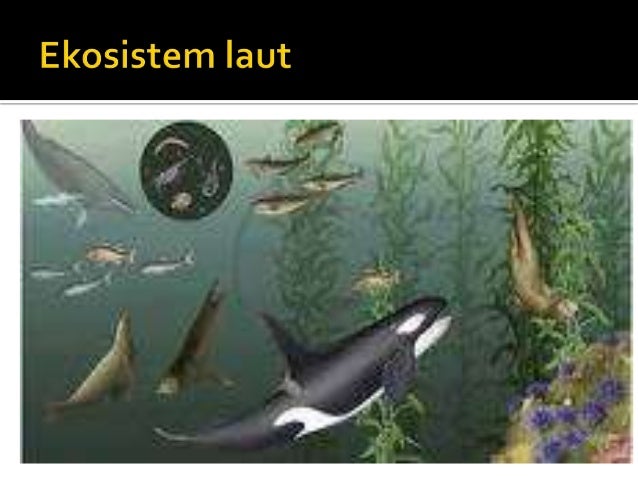 Ekosistem dinamik