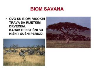 BIOM SAVANA
• OVO SU BIOMI VISOKIH
TRAVA SA RIJETKIM
DRVEĆEM.
KARAKTERISTIČNI SU
KIŠNI I SUŠNI PERIOD.
 