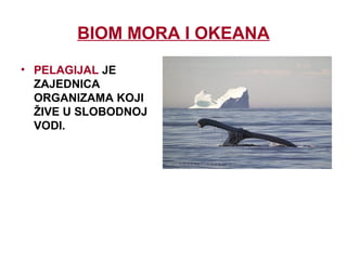 BIOM MORA I OKEANA
• PELAGIJAL JE
ZAJEDNICA
ORGANIZAMA KOJI
ŽIVE U SLOBODNOJ
VODI.
 