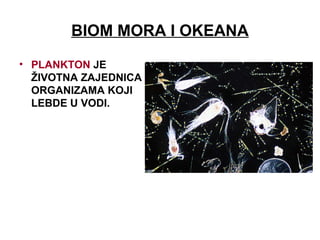 BIOM MORA I OKEANA
• PLANKTON JE
ŽIVOTNA ZAJEDNICA
ORGANIZAMA KOJI
LEBDE U VODI.
 