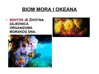 BIOM MORA I OKEANA
• BENTOS JE ŽIVOTNA
ZAJEDNICA
ORGANIZAMA
MORSKOG DNA.
 