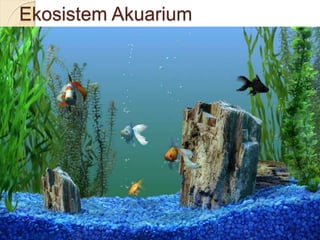 Ekosistem Akuarium
 