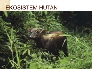 EKOSISTEM HUTAN
 