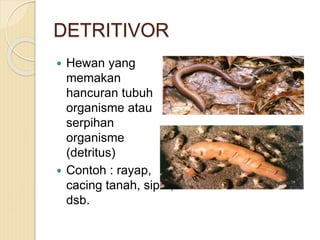 DETRITIVOR
 Hewan yang
memakan
hancuran tubuh
organisme atau
serpihan
organisme
(detritus)
 Contoh : rayap,
cacing tanah, siput,
dsb.
 