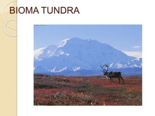 BIOMA TUNDRA
 