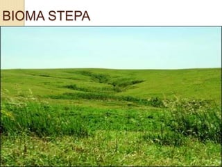 BIOMA STEPA
 
