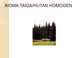 BIOMA TAIGA/HUTAN HOMOGEN
 