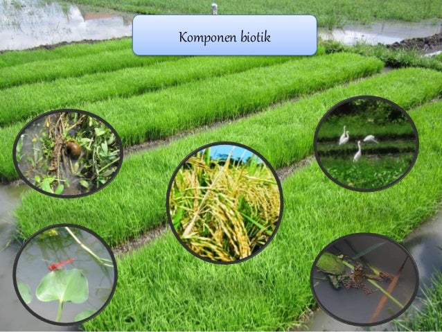 komponen ekosistem sawah