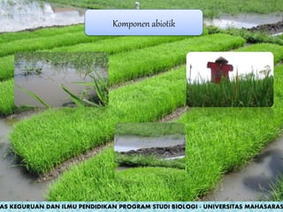 Komponen abiotik
AS KEGURUAN DAN ILMU PENDIDIKAN PROGRAM STUDI BIOLOGI - UNIVERSITAS MAHASARAS
 