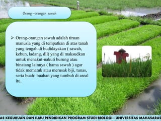 Orang –orangan sawah
 Orang-orangan sawah adalah tiruan
manusia yang di tempatkan di atas tanah
yang tengah di budidayakan ( sawah,
kebun, ladang, dll) yang di maksudkan
untuk menakut-nakuti burung atau
binatang lainnya ( hama sawah ) agar
tidak mematuk atau merusak biji, tunas,
serta buah- buahan yang tumbuh di areal
itu.
AS KEGURUAN DAN ILMU PENDIDIKAN PROGRAM STUDI BIOLOGI - UNIVERSITAS MAHASARAS
 