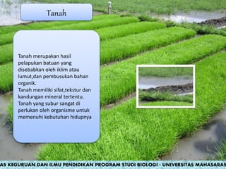 Tanah merupakan hasil
pelapukan batuan yang
disebabkan oleh iklim atau
lumut,dan pembusukan bahan
organik.
Tanah memiliki sifat,tekstur dan
kandungan mineral tertentu.
Tanah yang subur sangat di
perlukan oleh organisme untuk
memenuhi kebutuhan hidupnya
Tanah
AS KEGURUAN DAN ILMU PENDIDIKAN PROGRAM STUDI BIOLOGI - UNIVERSITAS MAHASARAS
 