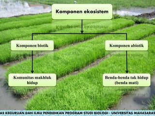 Komponen ekosistem
Komponen biotik Komponen abiotik
Komunitas makhluk
hidup
Benda-benda tak hidup
(benda mati)
AS KEGURUAN DAN ILMU PENDIDIKAN PROGRAM STUDI BIOLOGI - UNIVERSITAS MAHASARAS
 