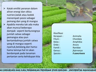  Katak emiliki peranan dalam
aliran energi dan siklus
nutrien,katak atau kodok
menempati posisi sebagai
pemang dan yang di mangsa
 Apabila mereka tak ada maka
akan muncul beberapa
dampak seperti berkurangnya
jumlah satwa sebagai
pemangsa atau pun
bertambahnya jumlah satwa
yang di mangsa seperti
nyamuk,belalang,dan hama-
hama lainnya hal ini akan
berdampak pada tanaman
pertanian serta kehidupan kita
Klasifikasi
Kerajaan : Animalia
Filum : Chordata
Kelas : Amphibia
Ordo : Anura
Famili : Ranidae
Genus : fejervarya
Spesies : F.cancrivora
AS KEGURUAN DAN ILMU PENDIDIKAN PROGRAM STUDI BIOLOGI - UNIVERSITAS MAHASARAS
 