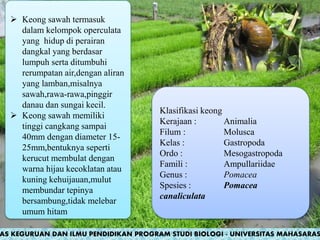  Keong sawah termasuk
dalam kelompok operculata
yang hidup di perairan
dangkal yang berdasar
lumpuh serta ditumbuhi
rerumpatan air,dengan aliran
yang lamban,misalnya
sawah,rawa-rawa,pinggir
danau dan sungai kecil.
 Keong sawah memiliki
tinggi cangkang sampai
40mm dengan diameter 15-
25mm,bentuknya seperti
kerucut membulat dengan
warna hijau kecoklatan atau
kuning kehuijauan,mulut
membundar tepinya
bersambung,tidak melebar
umum hitam
Klasifikasi keong
Kerajaan : Animalia
Filum : Molusca
Kelas : Gastropoda
Ordo : Mesogastropoda
Famili : Ampullariidae
Genus : Pomacea
Spesies : Pomacea
canaliculata
AS KEGURUAN DAN ILMU PENDIDIKAN PROGRAM STUDI BIOLOGI - UNIVERSITAS MAHASARAS
 