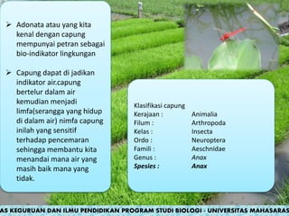  Adonata atau yang kita
kenal dengan capung
mempunyai petran sebagai
bio-indikator lingkungan
 Capung dapat di jadikan
indikator air.capung
bertelur dalam air
kemudian menjadi
limfa(serangga yang hidup
di dalam air) nimfa capung
inilah yang sensitif
terhadap pencemaran
sehingga membantu kita
menandai mana air yang
masih baik mana yang
tidak.
Klasifikasi capung
Kerajaan : Animalia
Filum : Arthropoda
Kelas : Insecta
Ordo : Neuroptera
Famili : Aeschnidae
Genus : Anax
Spesies : Anax
AS KEGURUAN DAN ILMU PENDIDIKAN PROGRAM STUDI BIOLOGI - UNIVERSITAS MAHASARAS
 