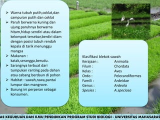  Warna tubuh putih,coklat,dan
campuran putih dan coklat
 Paruh berwarna kuning dan
ujung paruhnya berwarna
hitam,hidup sendiri atau dalam
kelompok tersebar,berdiri diam
dengan posisi tubuh rendah
kepala di tarik menunggu
mangsa
 Makanan :
katak,serangga,berudu.
 Sarangnya terbuat dari
tumpukan ranting pada dahan
atau cabang berdaun di pohon
 Habitat : sawah,rawa,pantai
lumpur dan mangrove.
 Burung ini perperan sebagai
konsumen.
Klasifikasi blekok sawah
Kerajaan : Animalia
Filum : Chordata
Kelas : Aves
Ordo : Pelecandiformes
Famili : Ardeidae
Genus : Ardeola
Spesies : A.speciosa
AS KEGURUAN DAN ILMU PENDIDIKAN PROGRAM STUDI BIOLOGI - UNIVERSITAS MAHASARAS
 