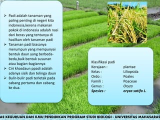  Padi adalah tanaman yang
paling penting di negeri kita
indonesia,kerena makanan
pokok di indonesia adalah nasi
dari beras yang tentunya di
hasilkan oleh tanaman padi
 Tanaman padi biasanya
merumpun yang mempunyai
bentuk daun yang berbeda-
beda,baik bentuk susunan
atau bagian-bagiannya
 Ciri khasdaun ppadi adalah
adanya sisik dan telinga daun
 Bulir-bulir padi terletak pada
cabang pertama dan cabang
ke dua.
Klasifikasi padi
Kerajaan : plantae
Kelas : Liliopsida
Ordo : Poales
Famili : Poaceae
Genus : Oryza
Spesies : oryza satifa L.
AS KEGURUAN DAN ILMU PENDIDIKAN PROGRAM STUDI BIOLOGI - UNIVERSITAS MAHASARAS
 