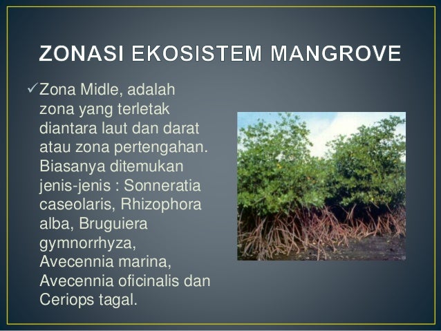 Ekosistem mangrove