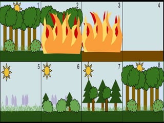 An ecosystem includes all the living things (plants, animals and ...