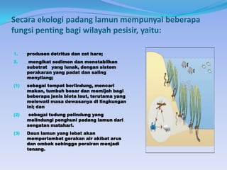 Secara ekologi padang lamun mempunyai beberapa
fungsi penting bagi wilayah pesisir, yaitu:
1.

produsen detritus dan zat hara;

2.

mengikat sedimen dan menstabilkan
substrat yang lunak, dengan sistem
perakaran yang padat dan saling
menyilang;

(1)

sebagai tempat berlindung, mencari
makan, tumbuh besar dan memijah bagi
beberapa jenis biota laut, terutama yang
melewati masa dewasanya di lingkungan
ini; dan

(2)

sebagai tudung pelindung yang
melindungi penghuni padang lamun dari
sengatan matahari.

(3)

Daun lamun yang lebat akan
memperlambat gerakan air akibat arus
dan ombak sehingga perairan menjadi
tenang.

 