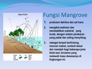 Fungsi Mangrove
1. produsen detritus dan zat hara;
2.

mengikat sedimen dan
menstabilkan substrat yang
lunak, dengan sistem perakaran
yang padat dan saling menyilang;

3.

sebagai tempat berlindung,
mencari makan, tumbuh besar
dan memijah bagi beberapa jenis
biota laut, terutama yang
melewati masa dewasanya di
lingkungan ini.

 