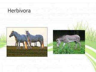 Herbivora
 