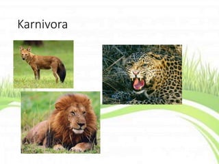 Karnivora
 