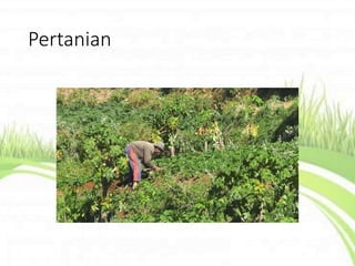 Pertanian
 