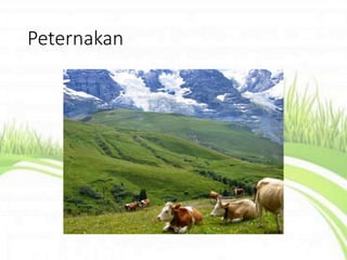 Peternakan
 