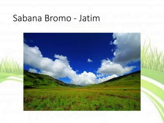 Sabana Bromo - Jatim
 
