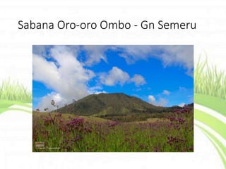 Sabana Oro-oro Ombo - Gn Semeru
 