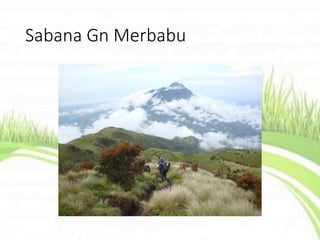 Sabana Gn Merbabu
 
