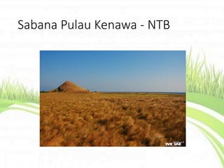 Sabana Pulau Kenawa - NTB
 