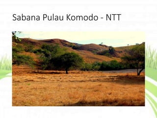 Sabana Pulau Komodo - NTT
 
