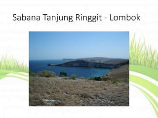 Sabana Tanjung Ringgit - Lombok
 