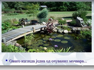  Овако изгледа једна од очуваних мочвара...Овако изгледа једна од очуваних мочвара...
 